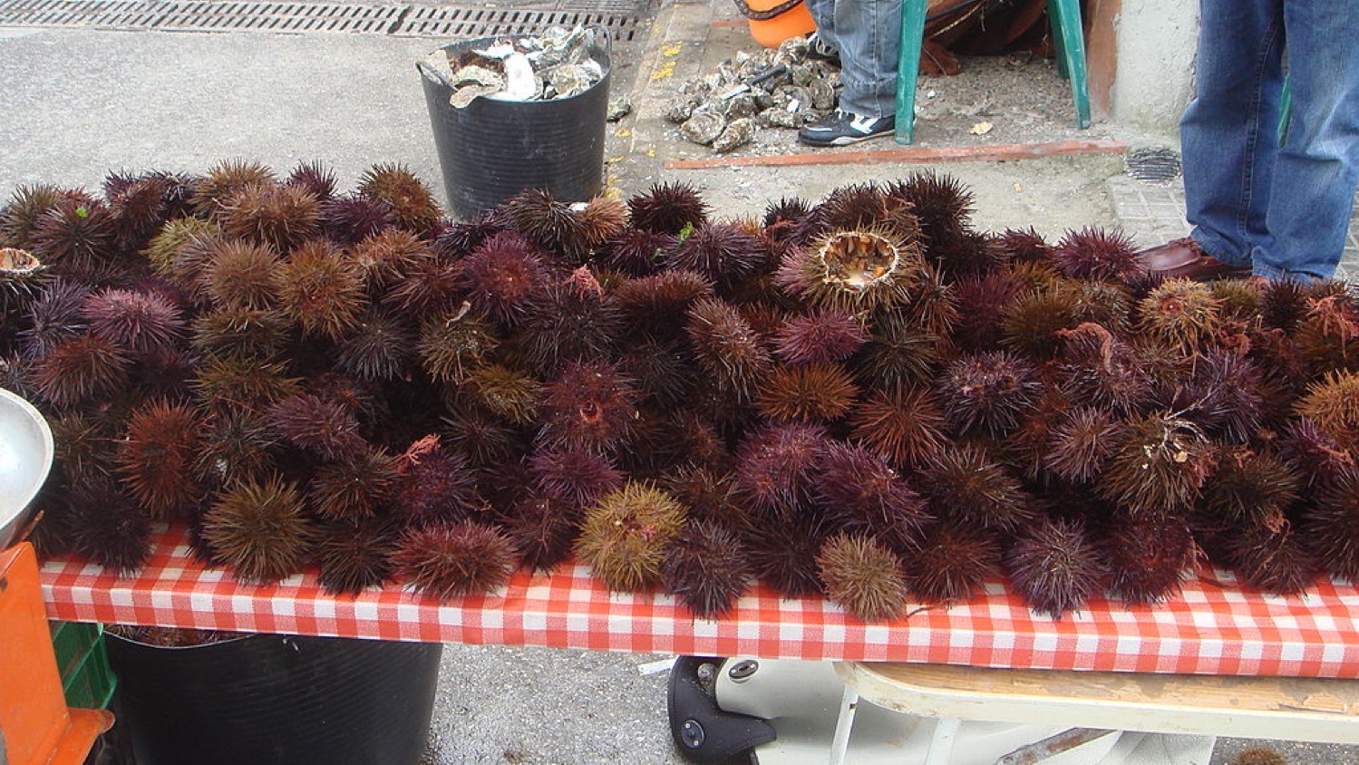 La tutela del Riccio di Mare